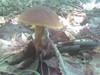 Burnt-orange Bolete - Edible - Bitter taste goes away with bitter cooking