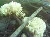 White Coral (or something closely related) - Edible