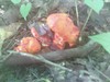 Lobster Mushroom - Parasitic Mold - Edible IF you can identify the host species