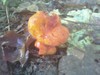 Lobster Mushroom - Parasitic Mold - Edible IF you can identify the host species