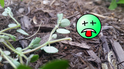 purslane milky sap jstookey spurge turns general good poisonous