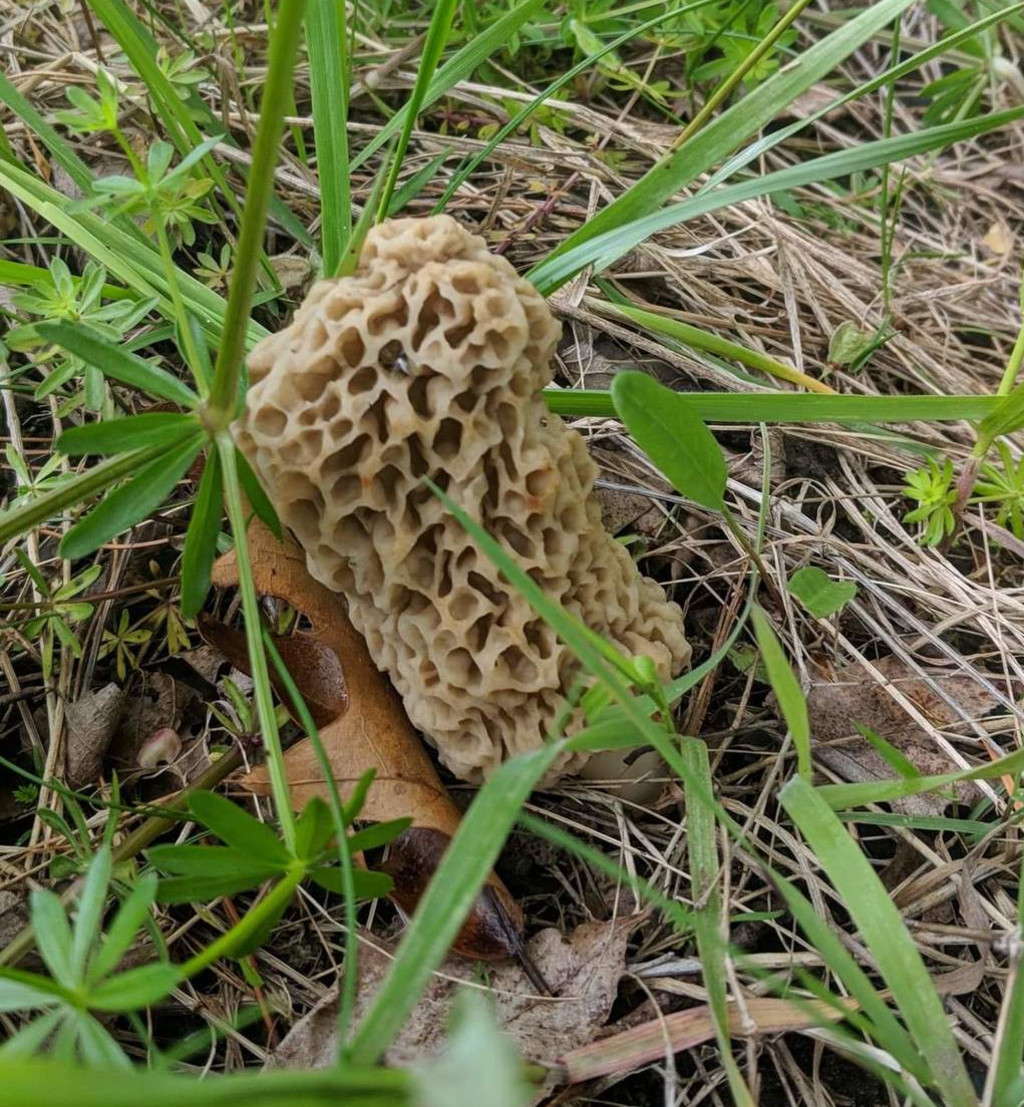 morels-jstookey