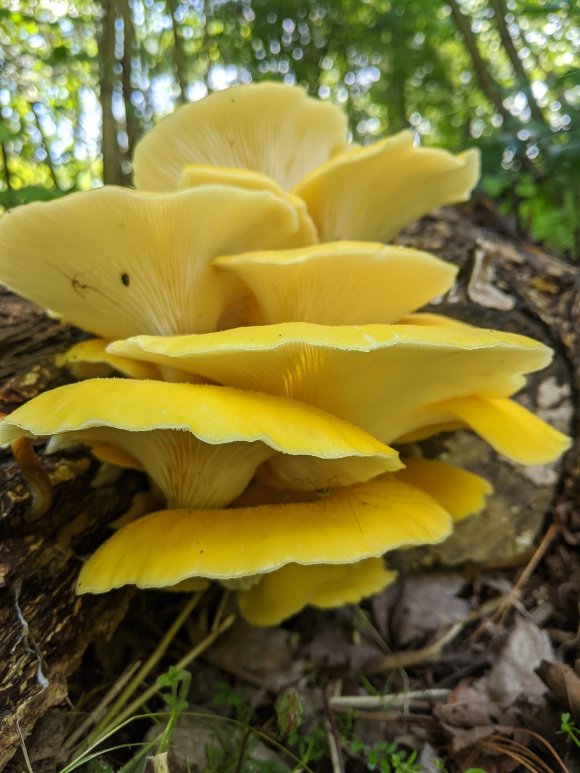 golden mushroom plush