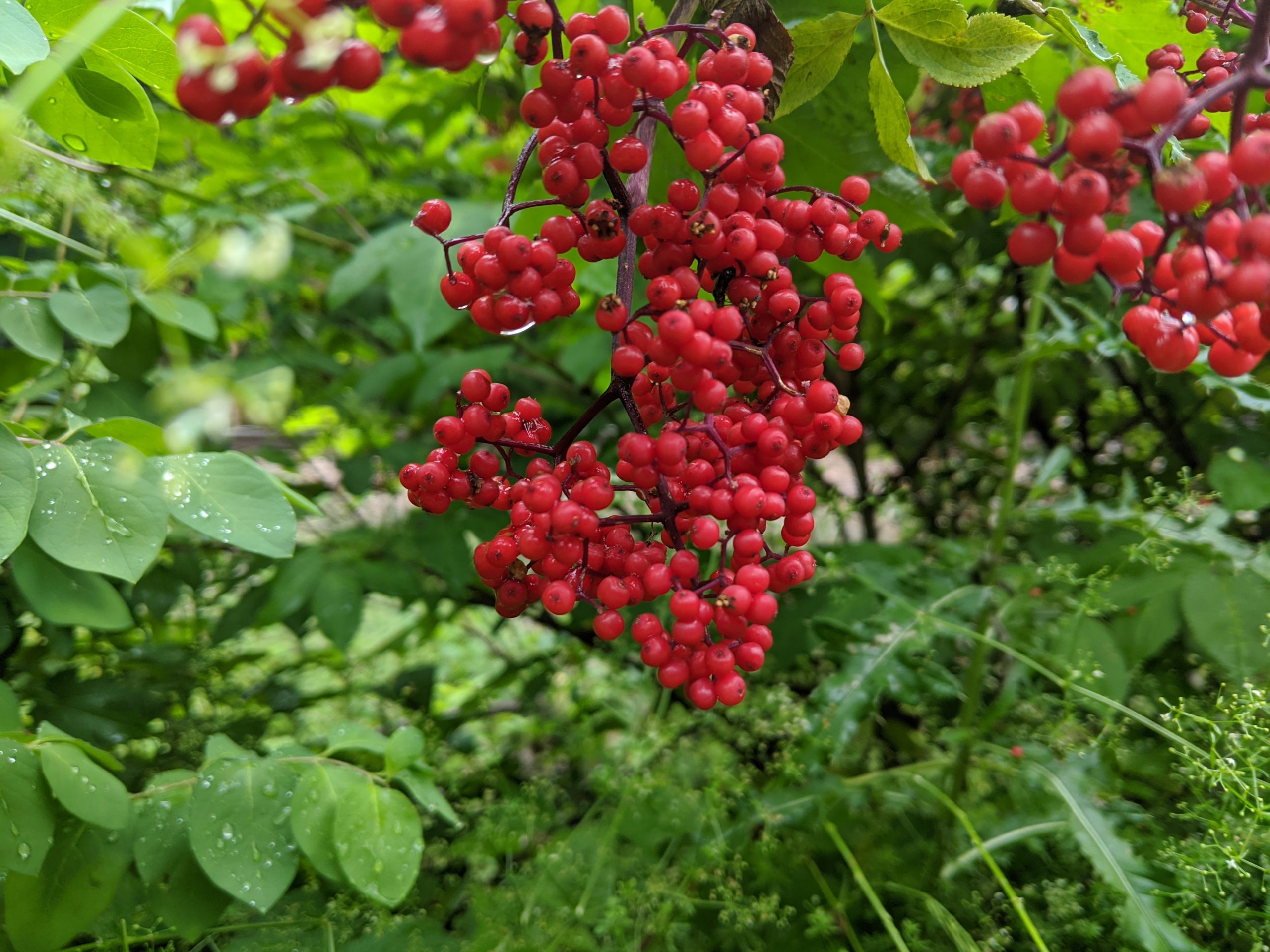 Red Elderberry Juice